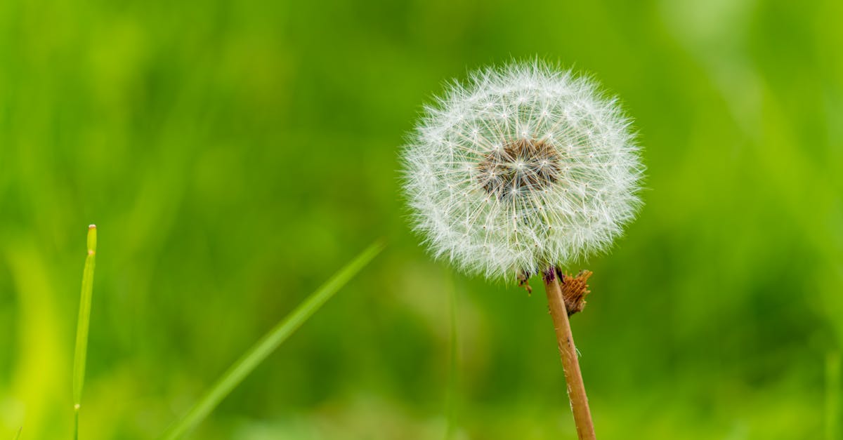 Close-up of common indoor allergens displayed on a white surface including dust mite illustration, pet hair, mold spores and cockroach, educational allergy concept, clean clinical style, realistic photography